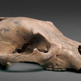 De beer en andere dieren van Brugge