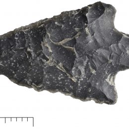 Op jacht in het kustveenmoeras